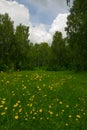 Spring flower edge of the birch grove Royalty Free Stock Photo