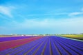 Spring flower field of purple hyacinths. The Netherlands flower Royalty Free Stock Photo