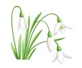 Spring flower. The first snowdrops Galanthus. Flowers for decoration. Vector illustration isolated on white background. Web site p