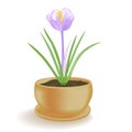 Spring flower in a flowerpot on white background.