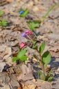 Spring flower in the forest. Pulmonaria or lungwort in flower. Lungwort medicinal