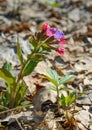 Spring flower in the forest. Pulmonaria or lungwort in flower. Lungwort medicinal