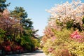 Spring flower forest road at Gakwonsa Temple in Cheonan, Korea Royalty Free Stock Photo