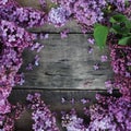 Spring Flower Frame with Lilac Bunch woth copy space. rustic Textured Board. Square Image. Royalty Free Stock Photo