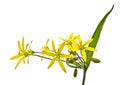 Spring flower (Gagea lutea) Royalty Free Stock Photo