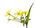 Spring flower (Gagea lutea) Royalty Free Stock Photo