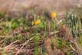 spring flower of Gagea lutea or goose onions close-up. Yellow Star-Of-Bethlehem Royalty Free Stock Photo