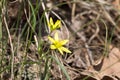 Spring flower Gagea lutea or Yellow Star-of-Bethlehem. Lily family edible medical herb. Eurasian flowering plant Royalty Free Stock Photo