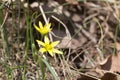 Spring flower Gagea lutea or Yellow Star-of-Bethlehem macro close-up. Lily family edible medical herb. Eurasian flowering plant Royalty Free Stock Photo