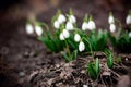 Spring flower. Galanthus