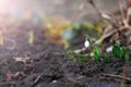 Spring flower. Galanthus