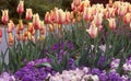 Spring Flower Garden with soft pink and cream tulips mixed with purple pansies Royalty Free Stock Photo