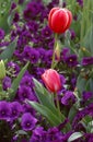 Spring Flower Garden Tulips and Pansies Royalty Free Stock Photo