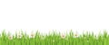 Spring flower and grass seamless background