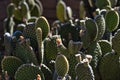 Spring flower growing on beavertail cactus in Arizona desert Royalty Free Stock Photo