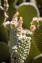 Spring flower growing on beavertail cactus in Arizona desert Royalty Free Stock Photo