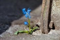 Spring flower growing on crack in asphalt pavement