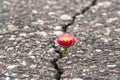 Flower growing on crack street