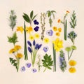 Spring Flower and Herb Large Selection Royalty Free Stock Photo