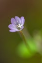 Spring flower isolated in bohen background Royalty Free Stock Photo