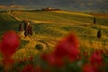 Spring flower Landscape in Tuscany, near the Siana and Pienza, Sunrise morning in Italy. Idyllic view on hilly meadow in Tuscany Royalty Free Stock Photo