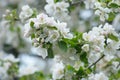 Spring flower landscape with spring white apple flowers, closeup of spring apple tree in blossom Royalty Free Stock Photo