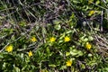 Spring flower lesser celandine Ficaria verna in a nature