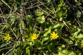 Spring flower lesser celandine Ficaria verna in a nature