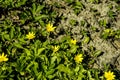 Spring flower lesser celandine Ficaria verna in a nature