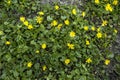 Spring flower lesser celandine Ficaria verna in a nature