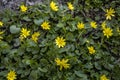 Spring flower lesser celandine Ficaria verna in a nature