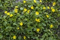 Spring flower lesser celandine Ficaria verna in a nature