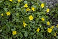 Spring flower lesser celandine Ficaria verna in a nature