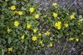 Spring flower lesser celandine Ficaria verna in a nature