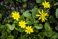 Spring flower lesser celandine Ficaria verna in a nature