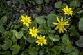 Spring flower lesser celandine Ficaria verna in a nature