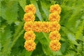 Spring Flower Letter H concept using Marigold. Marigold flower alphabet on white background