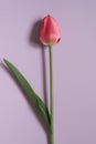 Spring flower on lilac background. Top view