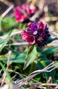 Spring flower lungwort Royalty Free Stock Photo