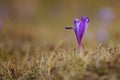 Spring flower makes it`s appearance among dry grass Royalty Free Stock Photo
