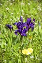 Spring flower meadow. Small Irises flowers among green grass. Copy space. Royalty Free Stock Photo