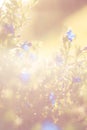 Spring flower meadow in soft pastel tone with bokeh background Royalty Free Stock Photo