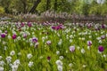 Spring flower meadow with tulips and lent lilies in Lower Saxony Royalty Free Stock Photo