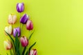 Spring flower of multi color Tulips on yellow background ,Flat lay image for holiday greeting card for Mother`s day,Valentine`s Royalty Free Stock Photo