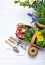 Spring flower muscari and narcissus in pot