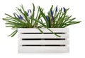 Spring flower muscari in white wooden box.