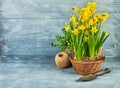 Spring flower narcissus with garden inventory