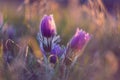 Spring flower. Nature with meadow and sunset. Seasonal concept for springtime. Beautifully blossoming pasque flower and sun with a