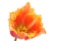 Spring flower - orange tulip Royalty Free Stock Photo
