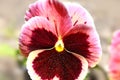 Spring flower Pansy